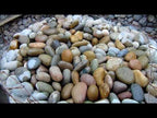 Mixed Colored Mexican Beach Pebbles 3 - 5 Inch