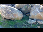 Large Sonoma Fieldstone Moss Boulders