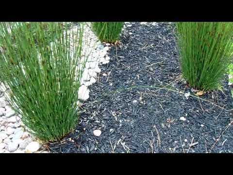 Black Mulch and Arizona River Rock Landscape