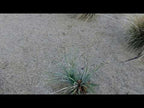 Pyrite Gold Decomposed Granite Landscape