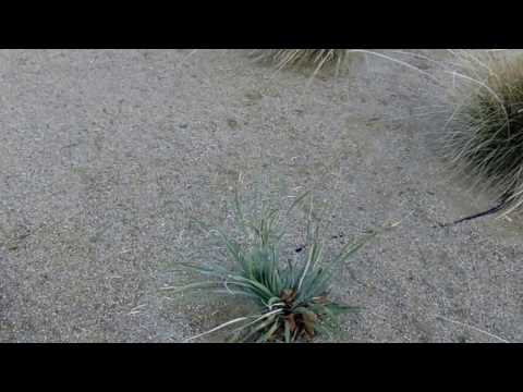 Pyrite Gold Decomposed Granite Landscape