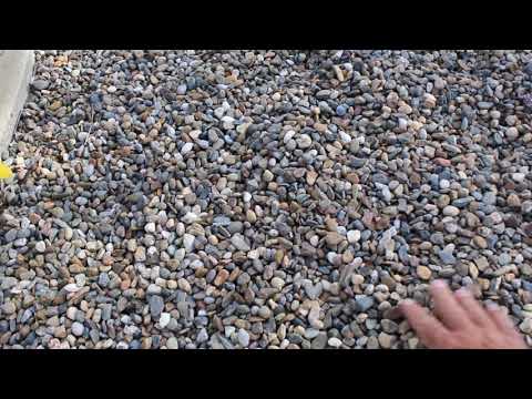 Lodi Gold Pea Gravel Landscape