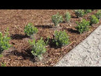 Del Rio Pea Gravel Bel Aire CA