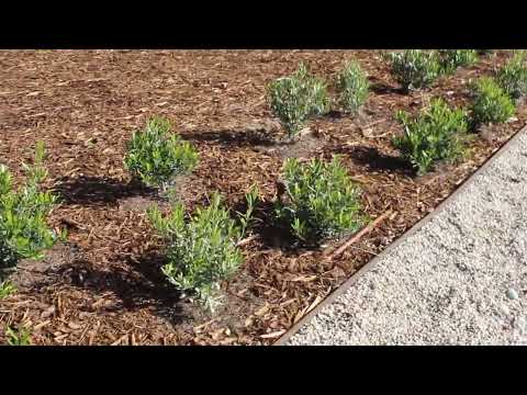 Del Rio Pea Gravel Bel Aire CA