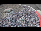 Red n Black Mexican Beach Pebble Landscape