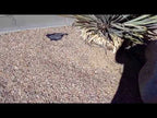 Palm Springs Gold Gravel and Weed Fabrics