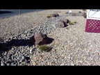 Lodi Gold River Rock Landscape