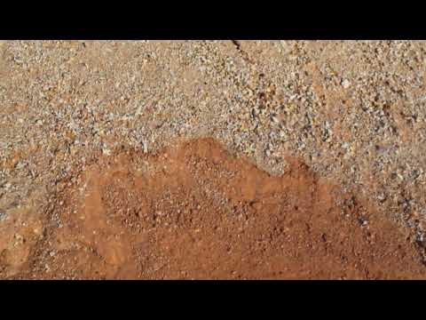 Desert Rose DG