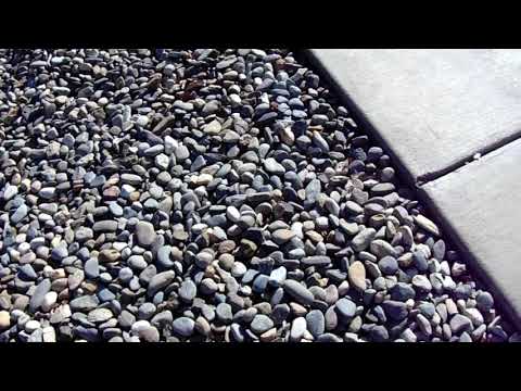 Noiyo River Rock A Better Value Than Mexican Beach Pebbles
