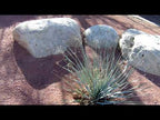 Ruby Red Decomposed Granite