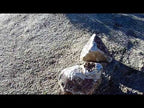 Pyrite Gold Decomposed Granite and Auburn Granite Boulders