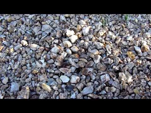 California Gold Rock Gravel v Caramel Macchiato Gravel