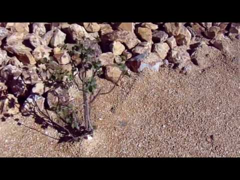 California Gold Rock Fines ( D.G. )