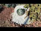 Ruby Red and Ultra White Rock Done Right In Las Vegas