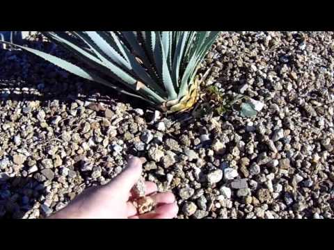 Pyrite Gold Granite Gravel