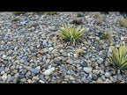 Yosemite Gold River Rock
