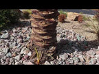 Curacao Blue Rock Landscape In Las Vegas