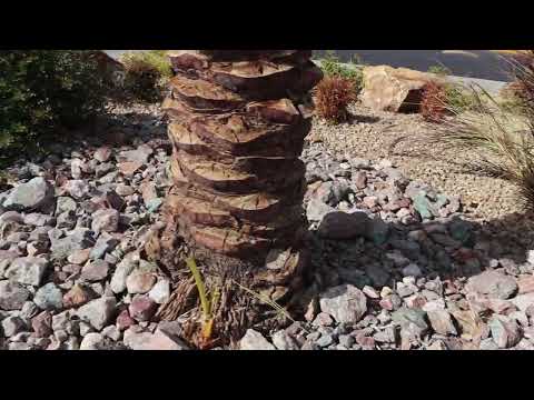 Curacao Blue Rock Landscape In Las Vegas