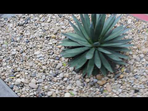 Mixed Polished Pebble Landscape