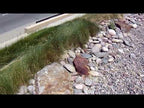 Perfect Use of Arizona River Rock For Dry Creek