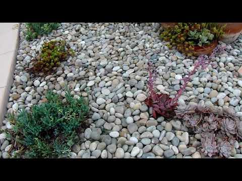 Buff Colored Mexican Beach Pebbles Yorba Linda