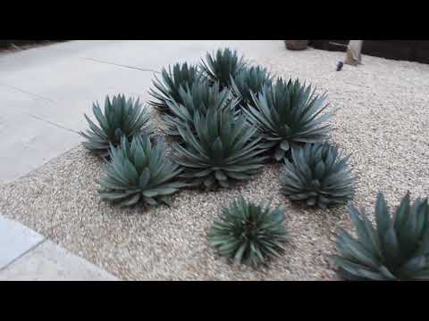 Del Rio River Pebbles and Blue Plant Landscape