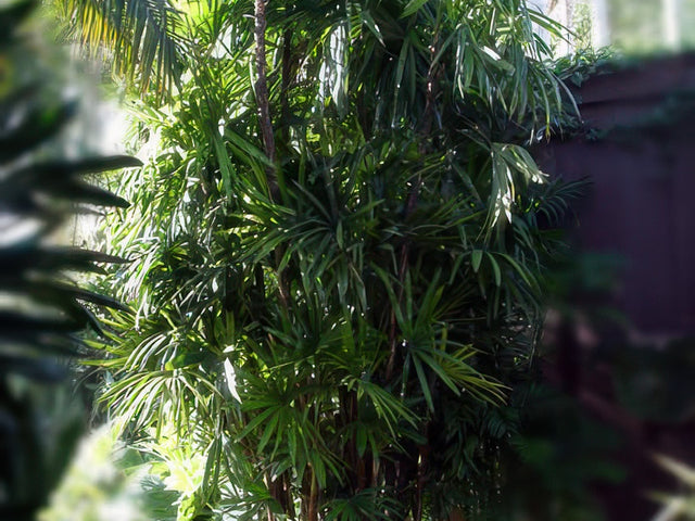 Rhapis excelsa in Pasadena