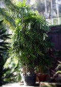 Rhapis excelsa