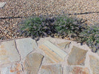 Sockeye Flagstone, Sockeye Quartzite