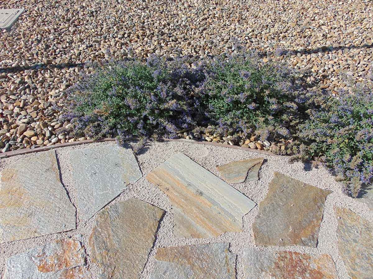 Sockeye Flagstone, Sockeye Quartzite