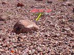 Tuscan Rose landscape boulders, 24 to 30 inch size