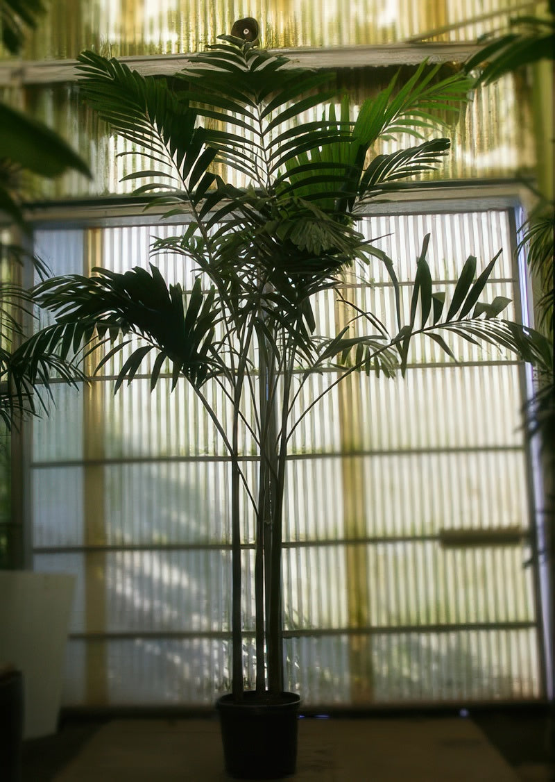 Veitchia 'Soledad'