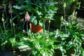 Veltheimia bracteata
