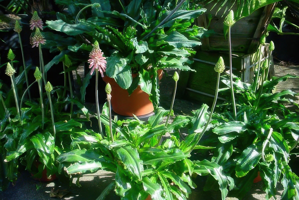 Veltheimia bracteata