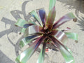 Vriesea sanguinolenta