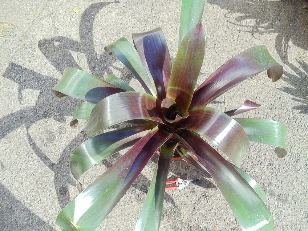 Vriesea sanguinolenta