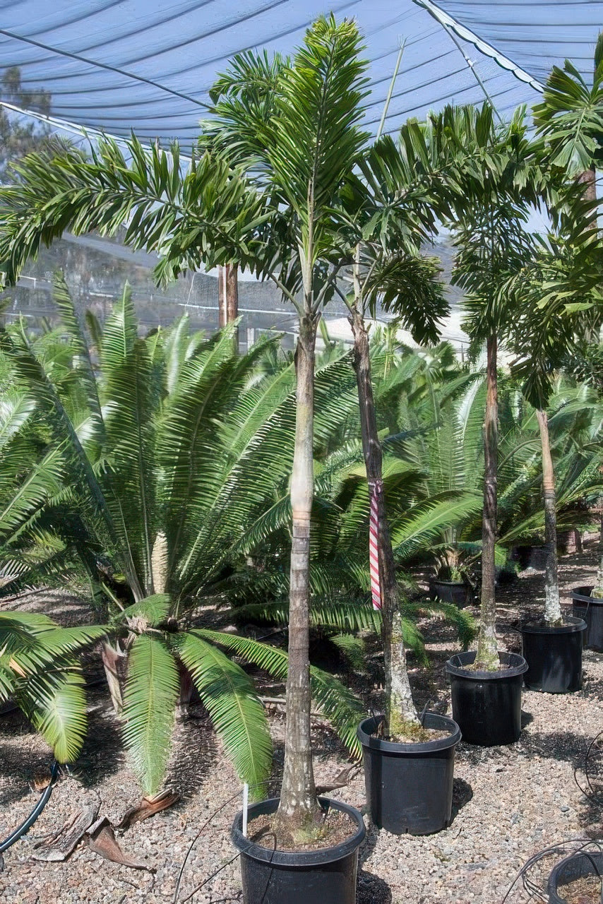 Wodyetia bifurcata