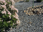 Mound of Yosemite Gold River cobble used as an accent against dark crushed landscape rock