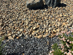 Yosemite Gold River rounded tan and gold river cobble used as landscape ground cover