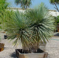 Yucca rostrata