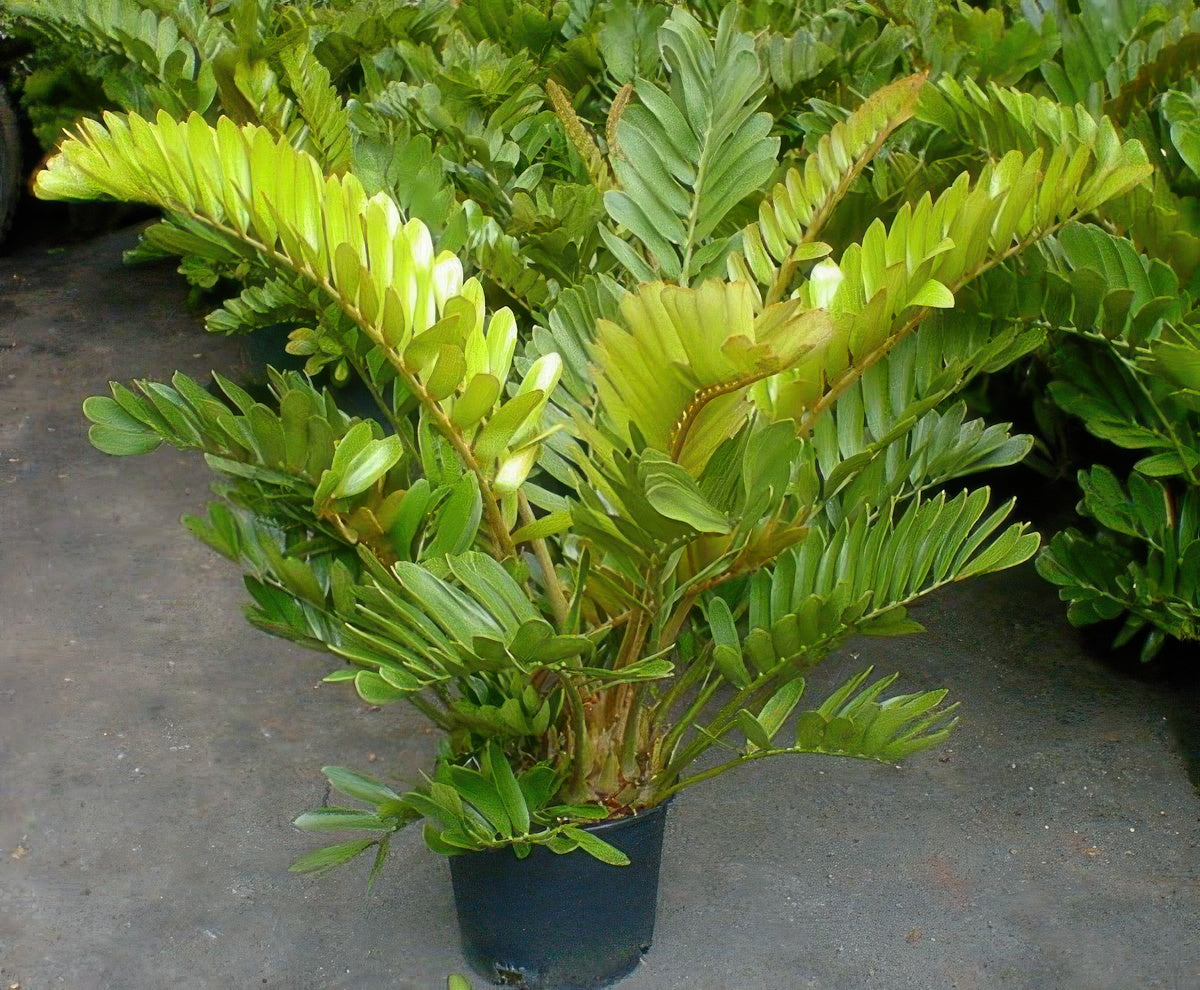 Zamia furfuracea