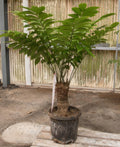 Zamia lindenii
