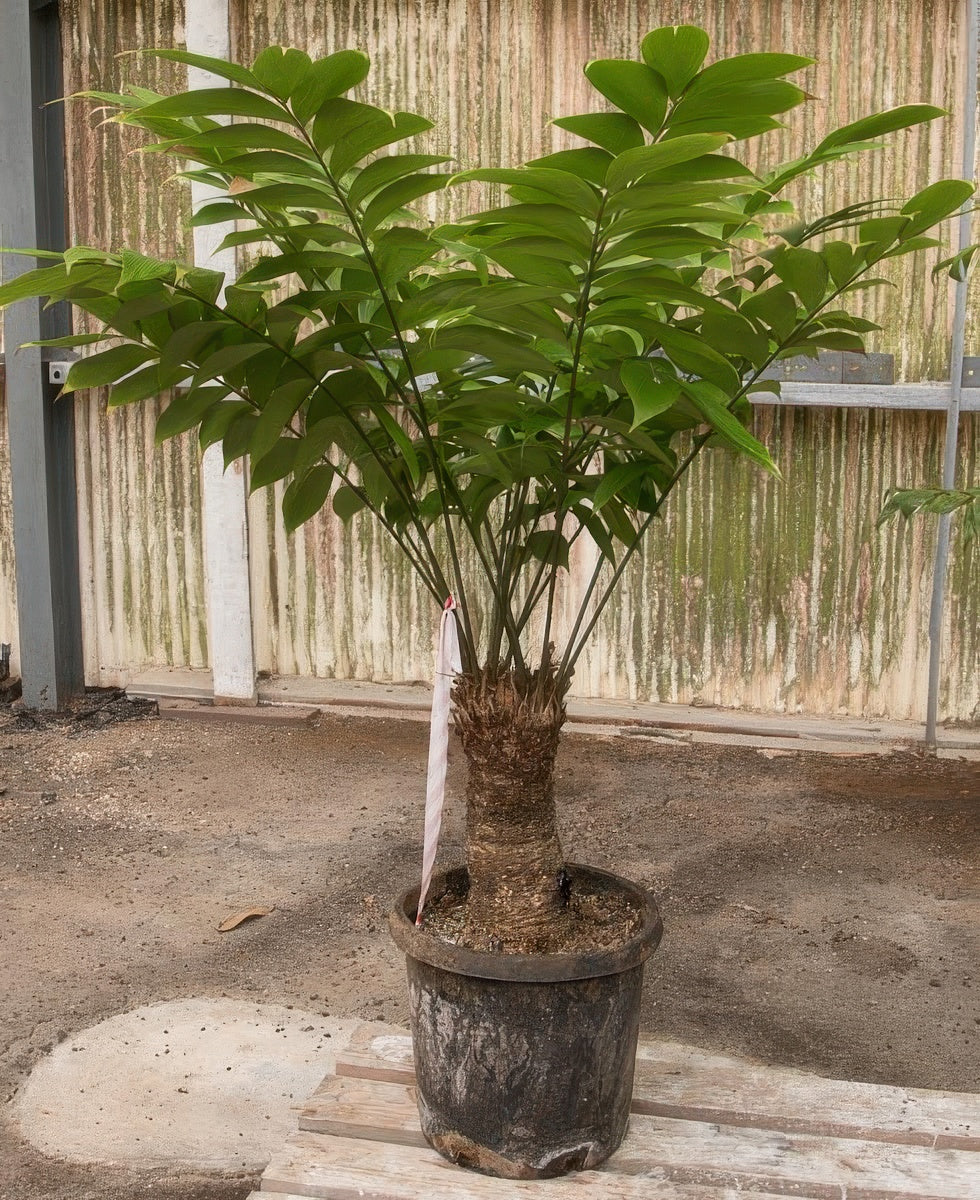 Zamia lindenii